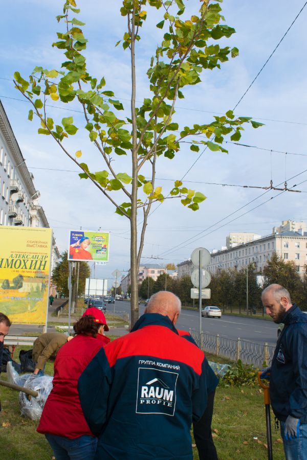 Посадка деревьев